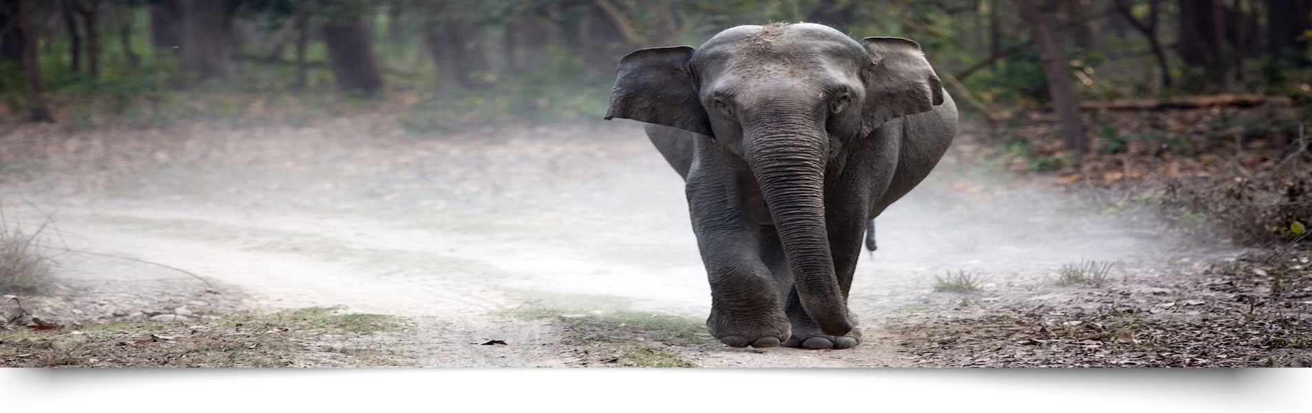 Pakharo Jeep safari Jim Corbett