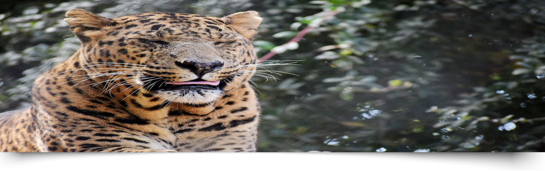 Bijrani Safari Zone Jim Corbett