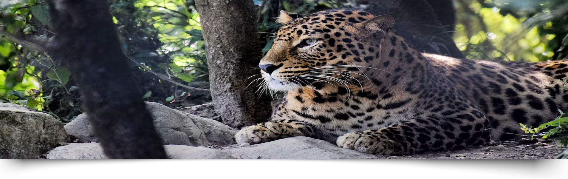 Contact For Jim Corbett National Park