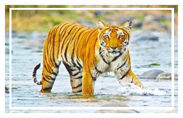 Jim Corbett National park