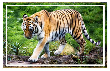 Jim Corbett National park