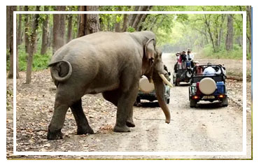Jim Corbett National park