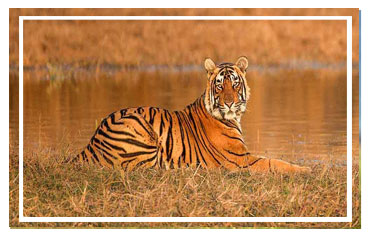 Jim Corbett National park