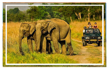 Jim Corbett National park