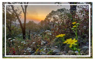 Jim Corbett National park