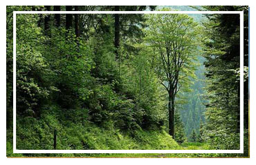 Jim Corbett National park