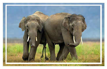 Jim Corbett National park