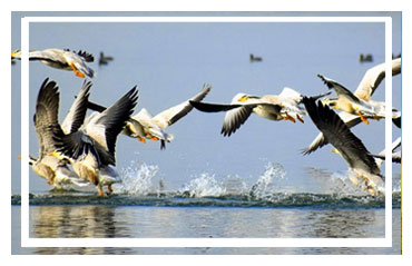 Jim Corbett National park