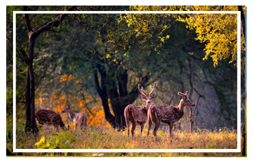 Jim Corbett National park