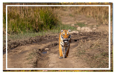 Jim Corbett National park
