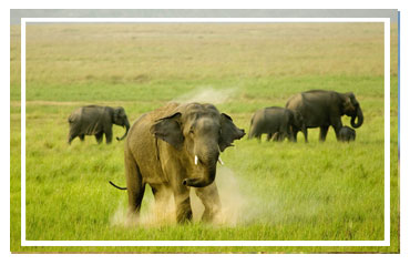 Jim Corbett National park