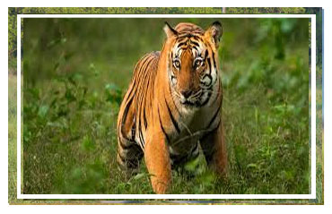 Jim Corbett National park
