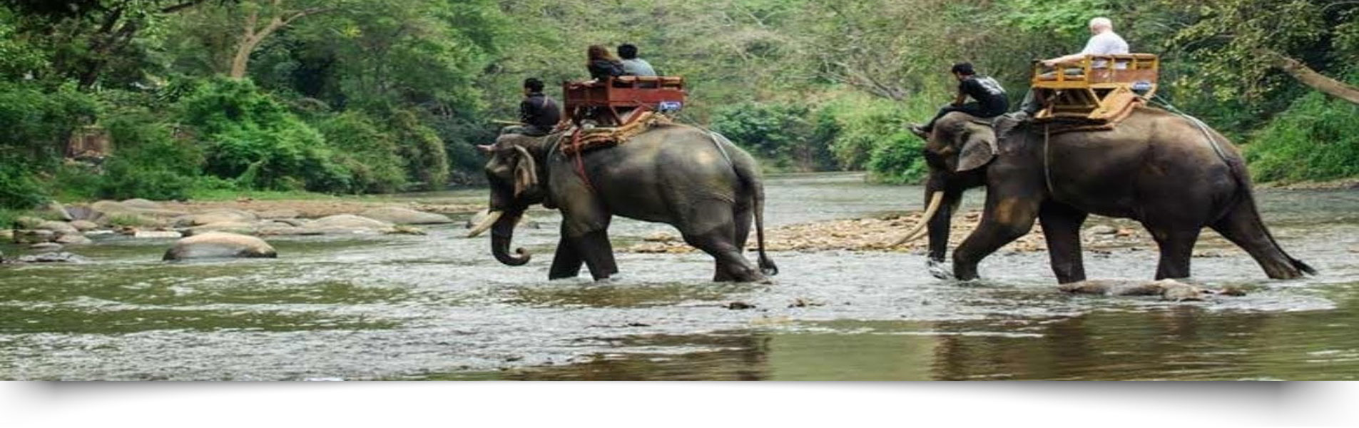 Jim Corbett Elephant Safari