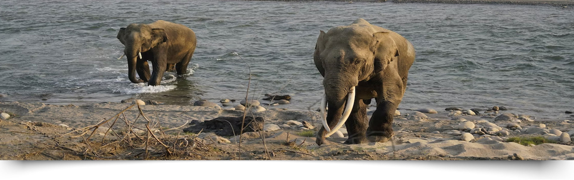 Jim Corbett National Park