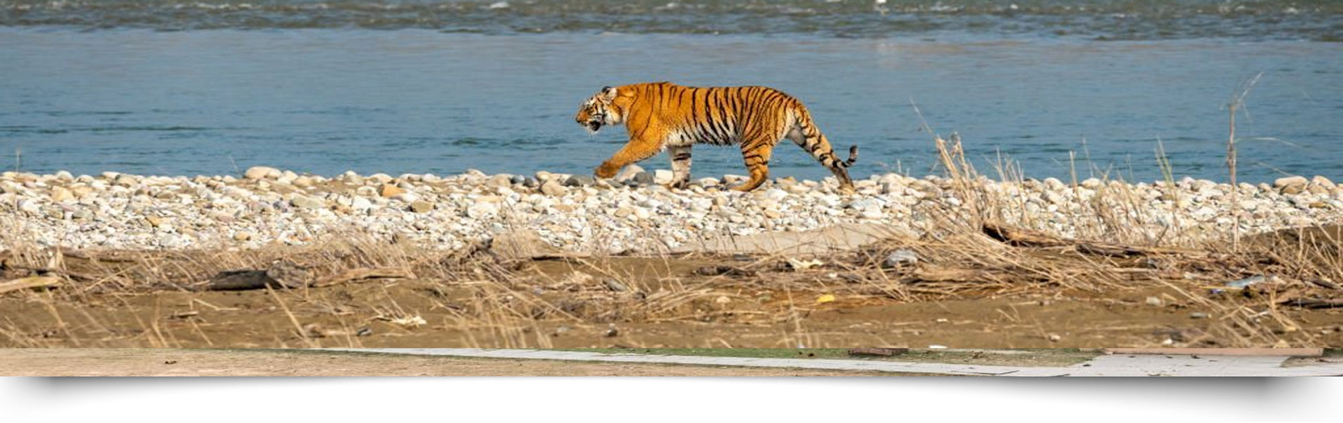 Dhikala Safari Zone Jim Corbett