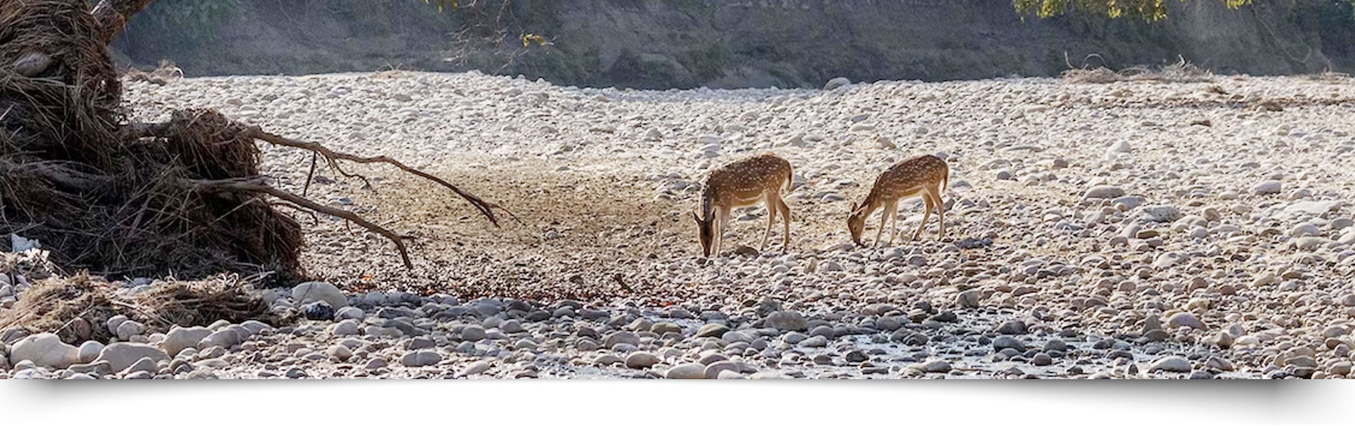 Durga Devi Safari Zone Jim Corbett