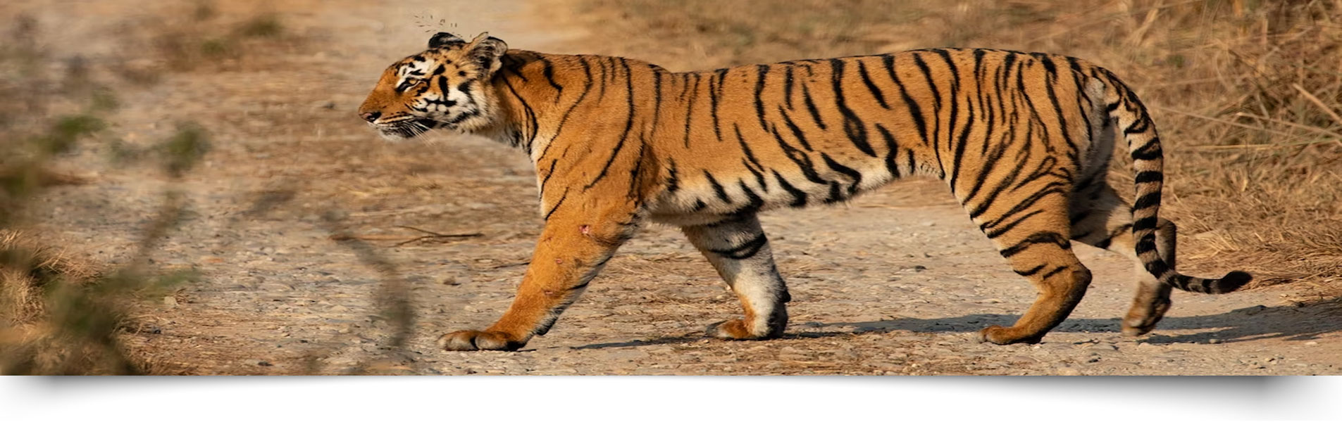 Entry Gate For Jim Corbett Safari