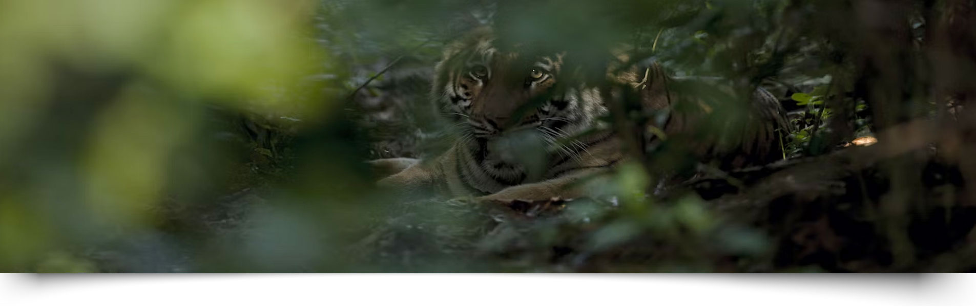 Phanto Safari Zone Jim Corbett