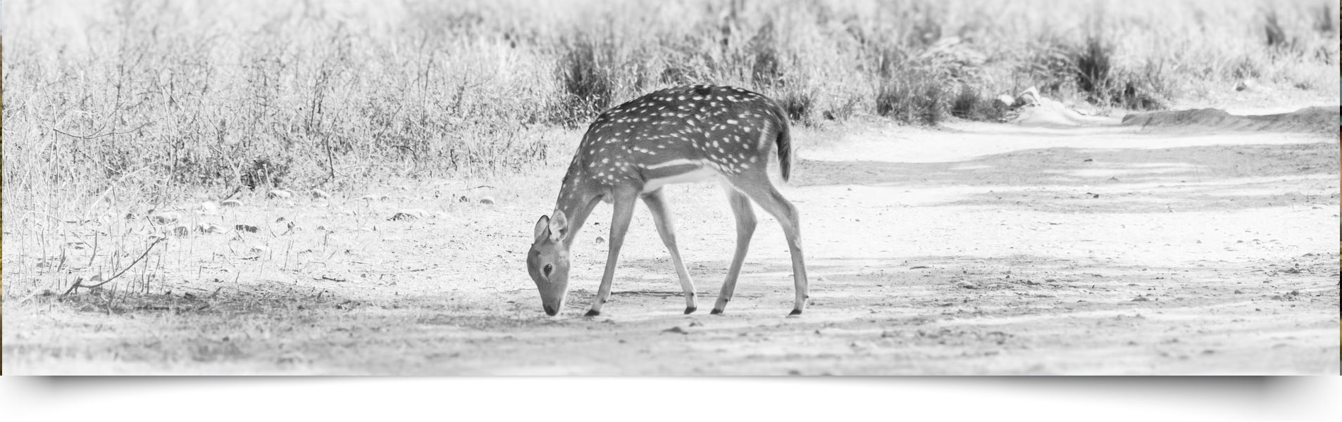 Jhirna Safari Zone Jim Corbett