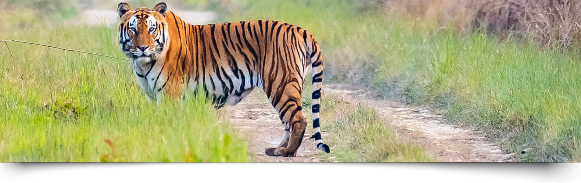 Jim Corbett National Park