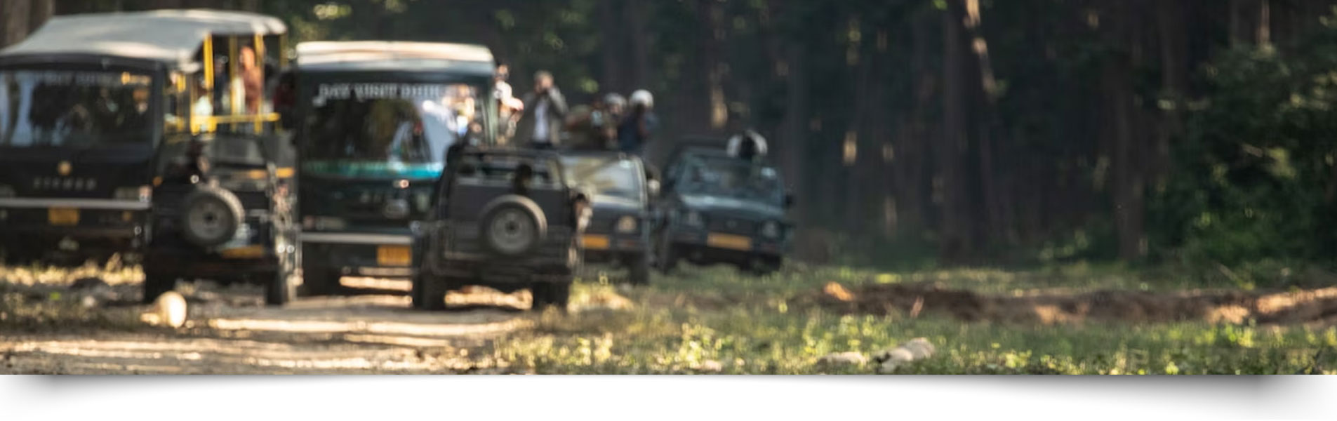 Online Safari Booking Enquiry