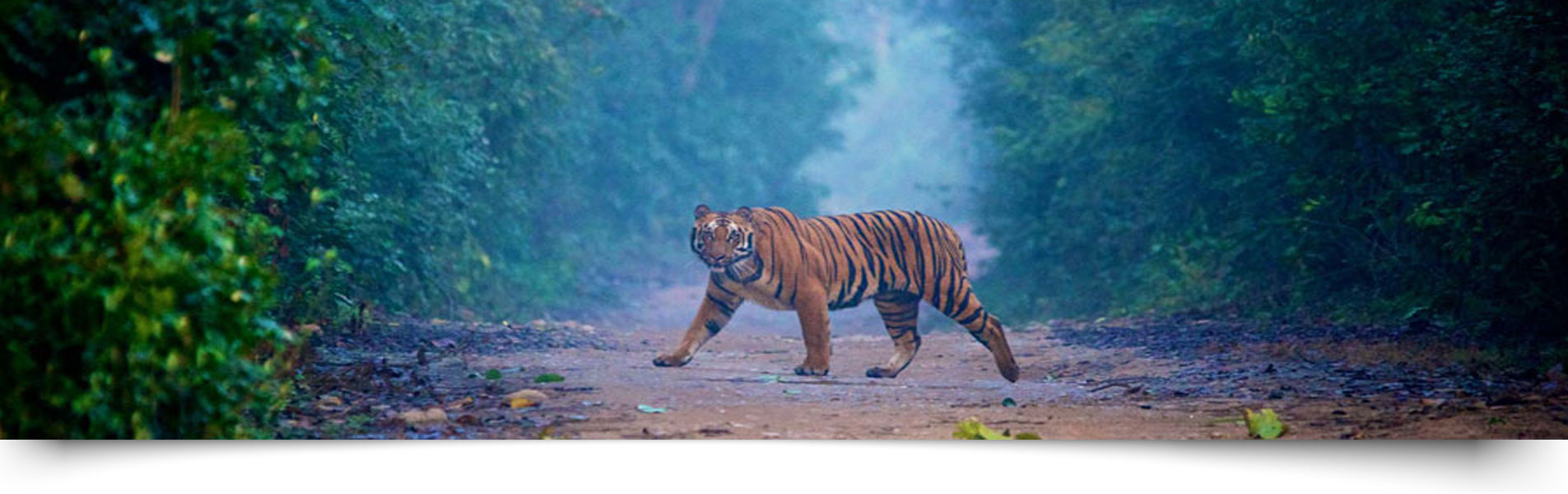 Tourist Attractions in Jim Corbett